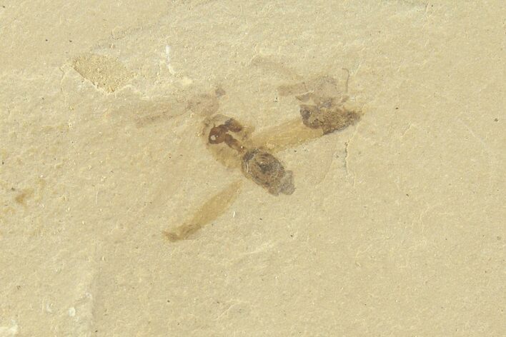 Detailed Fly (Diptera) Fossil - Green River Formation #360273